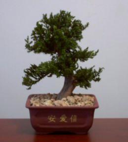 Preserved Juniper Bonsai Tree - Upright Style<br>Potted in Chinese Bonsai Container<br>(Preserved - Not a living tree)