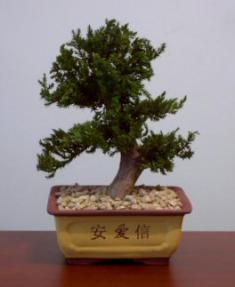 Preserved Juniper Bonsai Tree - Upright Style<br>Potted in Chinese Bonsai Container<br>(Preserved - Not a living tree)