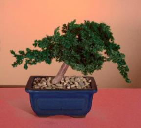 Preserved Juniper Bonsai Tree - Windswept Style<br>(Preserved - Not a living tree)