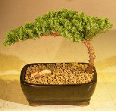 Juniper Bonsai Tree <br>Complete Starter Kit