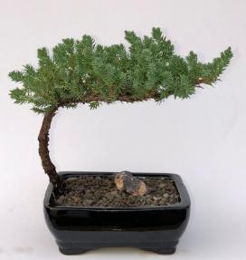 Juniper Bonsai Tree-Small <br><i>(Juniper Procumbens 