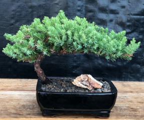 Juniper Bonsai Tree - Medium <br><i>(Juniper Procumbens 