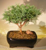 Blue Moss Cypress Bonsai Tree<br><i>(Chamecyparis 