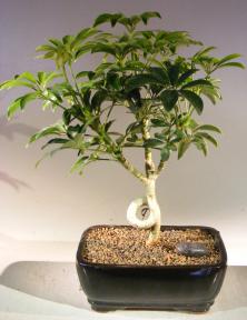 best indoor trees
