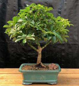 Hawaiian Umbrella Bonsai Tree - Medium<br><i>(Arboricola Schefflera 'Luseanne')</i>