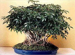 Hawaiian Umbrella Bonsai Tree - Extra Large<br> Banyan<br>(<i>arboricola schefflera</i>)