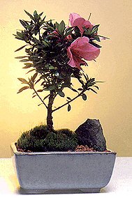 Chinzan Azalea  (Small)<br><i>Satzuki Azalea Chinzan</i>