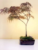 Japanese (Laceleaf) Red Maple Bonsai Tree<br><i>(Acer Palmatum)</i>