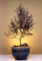 New Zealand Tea Rose - Large<br><i>Leptospermum Scoparium</i>