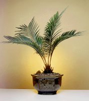 Sago Palm Bonsai Tree - Exotic<br><i>(Cycas Revoluta)</i>