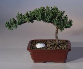 Juniper with Fairway Golf Ball <br><i>(Juniper Procumbens 