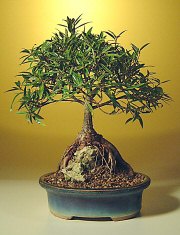 Willow Leaf Ficus Bonsai Tree - Large<br>Root over Rock Style<br><i>(ficus nerifolia/salicafolia)</i>