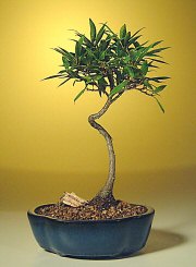 Willow Leaf Ficus Bonsai Tree-Small<br><i>(ficus nerifolia/salicafolia)</i>