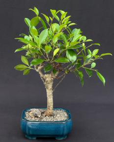 Ficus Retusa Bonsai Tree - Medium<br><i>(Ficus Retusa)</i>