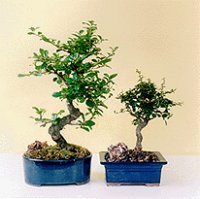 Fukien Tea Bonsai Tree - Small<br><i>Ehretia Microphylla - Carmona</i>