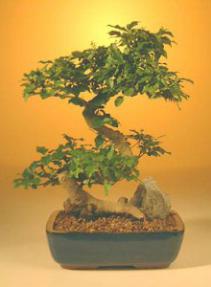 Flowering Ligustrum Bonsai Tree - Large Curved Trunk Style <br><i>(ligustrum lucidum)</i>