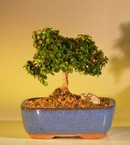 Japanese Kingsville Boxwood Bonsai Tree <br><i>Buxus Microphylla 