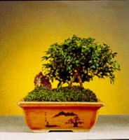 Japanese Kingsville Boxwood Bonsai Tree<br><i>Buxus Microphylla 