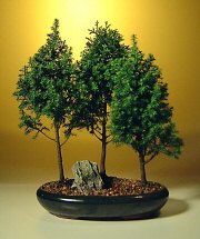 Alaska Cedar - Large Bonsai Tree<br><i>(Chamecyparis Thoides Andelensis 