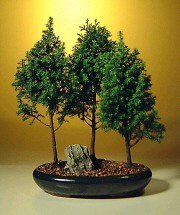 Alaska Cedar - Extra Large Bonsai Tree<br><i>(Chamecyparis Thoides Andelensis 