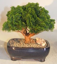 Hinoki Cypress Bonsai Tree<br> Evergreen Conifer - Medium<br><i> (chamecyparis obtusa 'nana')</i>