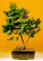 Golden Hinoki Cypress - Large<br><i>(Chamecyparis obtusa 'Nana Lutea')</i>