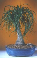 Ponytail Palm- Extra Large <br><i>(Beaucamea Recurvata)</i>