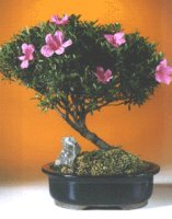 Azalea Bonsai Tree<br>Specimen<br><i>(Satzuki Azalea 