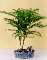 Norfolk Island Pine Bonsai Tree - Medium<br><i>(Araucaria Heterophila)</i>