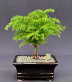 Norfolk Island Pine Bonsai Tree - Medium <br><i>(Araucaria Heterophila)</i>