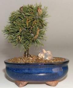 Mugo Pine-Medium<br> <i>(Pinus Mugo 