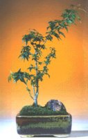 Japanese Maple Bonsai Tree<br><i>(Acer Palmatum 