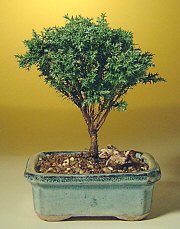 Blue Moss Cypress Bonsai Tree - small<br><i>(chamecyparis 