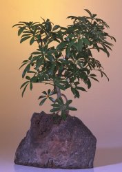 Hawaiian Umbrella Bonsai Tree-Large<br>In Lava Rock<br><i>(Arboricola Schefflera)</i>