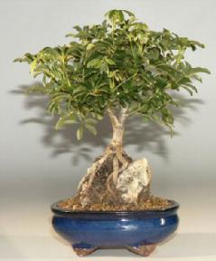 Hawaiian Umbrella Bonsai Tree Large - Roots Growing Over Rock <br><i>(Arboricola Schefflera 'Luseanne')</i>