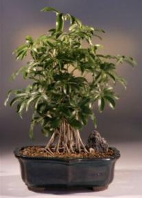 Hawaiian Umbrella Bonsai Tree - Large<br>Banyan<br><i>(Arboricola Schefflera)</i>