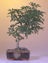 Hawaiian Umbrella Bonsai Tree-Large<br>Spiraled Trunk<br><i>(Arboricola Schefflera)</i>