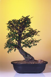 Chinese Elm Bonsai Tree<br>Extra Extra Large<br><i>(Ulmus Parvifolia)</i>