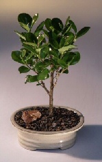 Green Island Ficus Bonsai Tree-Small<br><i>Ficus Microcarpa</i>