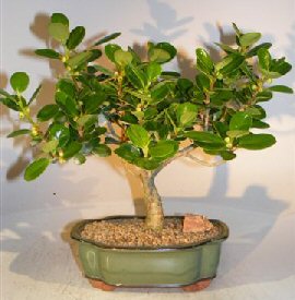 Green Island Ficus Bonsai Tree <br><i>(ficus microcarpa)</i>