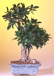 Green Island Ficus Bonsai Tree (Large)<br><i>(Ficus Microcarpa)</i>