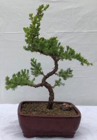 Juniper Bonsai Tree - Trained <br><i>(juniper procumbens nana)</i>