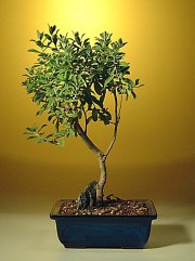 Texas Sage Bonsai Tree<br><i>(leucophyllum frutescens)</i>