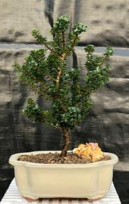 Japanese Dwarf Pagoda Holly<br><i>(Ilex Crenata dwarf 