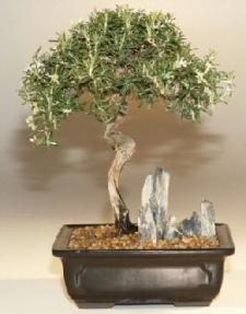 Rosemary Bonsai Tree<br><i>(Rosmarinus Officinalis)</i>