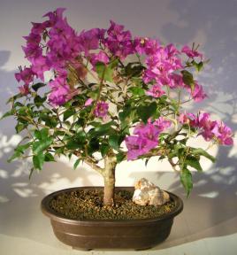 Flowering Bougainvillea Bonsai Tree - Large <br><i>(Pink Pixie)</i>