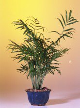 Neanthe Bella Palm Bonsai Tree<br><i>(Chamaedorea Elegans)</i>