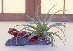 Tillandsia<br>Lizard Air Plant