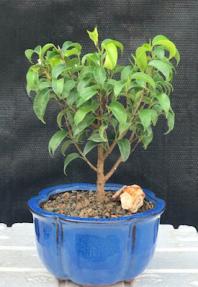 Ficus 'Too Little' Bonsai Tree - Small<br><i>(ficus benjamina 