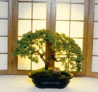 Juniper Bonsai Tree - Extra Large<br>